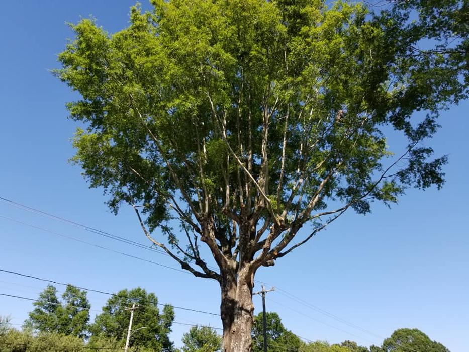 Sweet’s Tree Service LLC Image