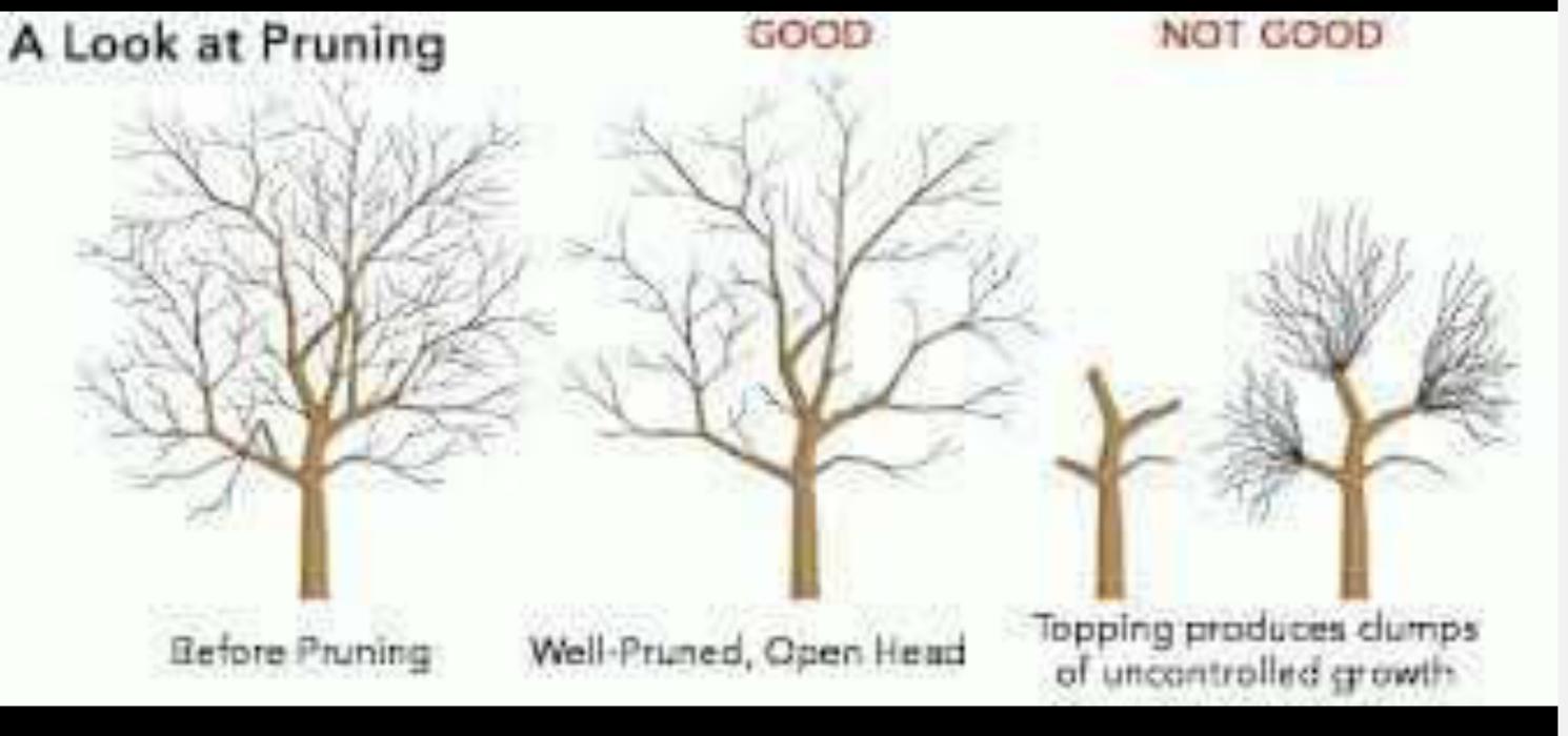 Sweet’s Tree Service LLC Image