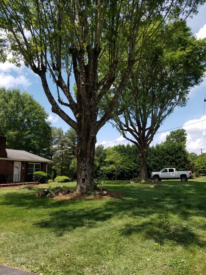 Sweet’s Tree Service LLC Image
