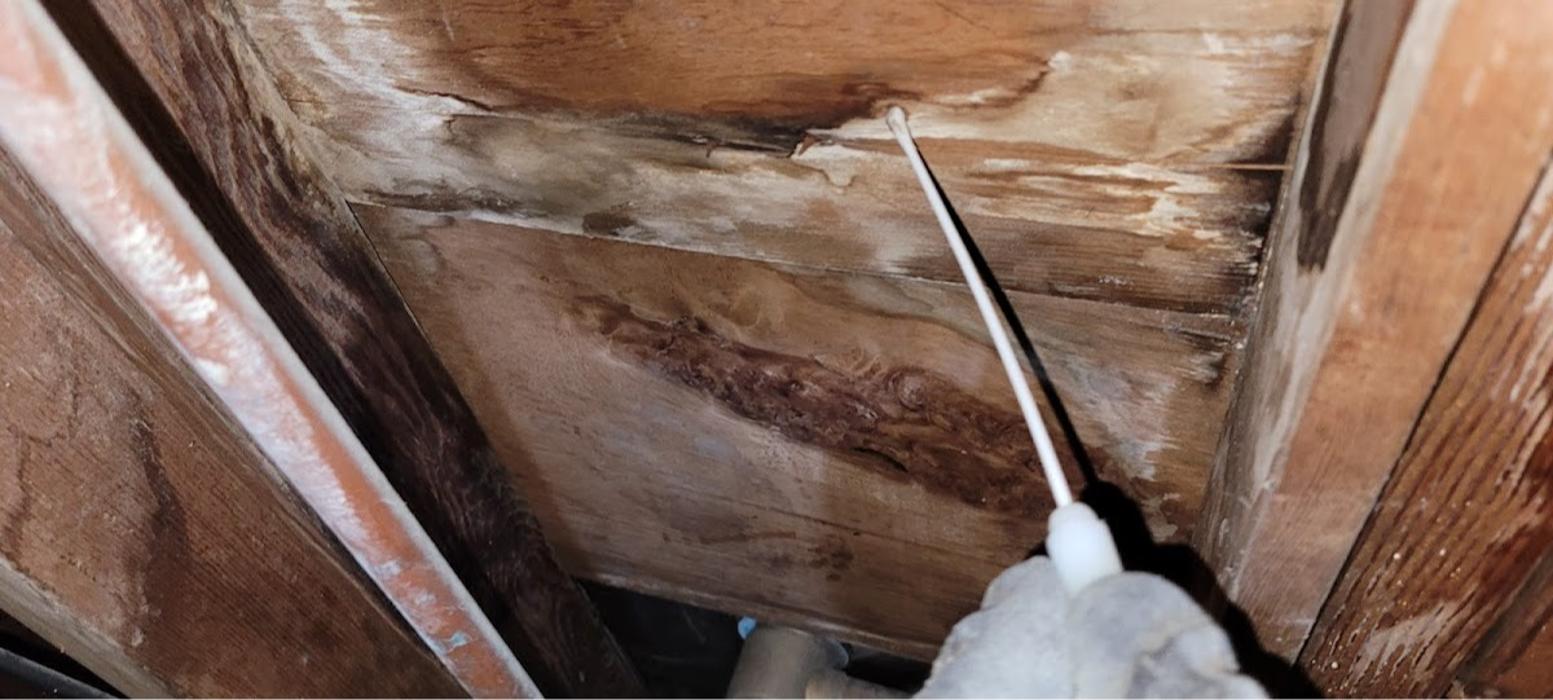 Mold Inspection Service