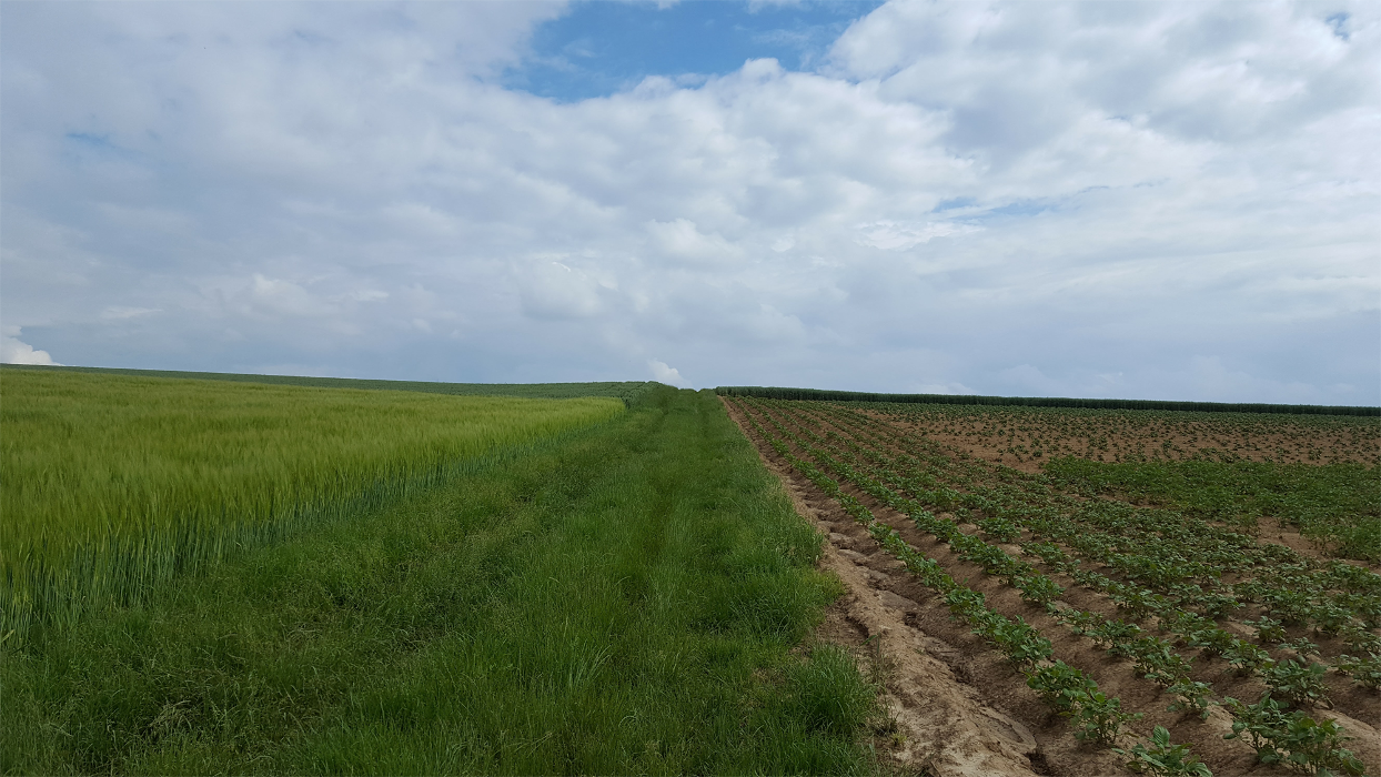 Schiefer Agrar, Gewerbering in Schwaigern
