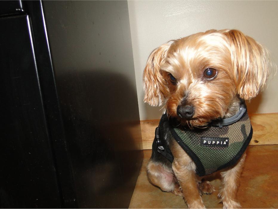 Friendly dog wearing a bandana indoors, adding a warm and personal touch to the company&rsquo;s image gallery.