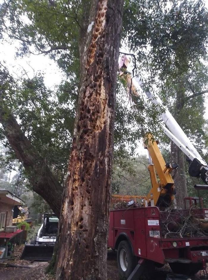 Acadia Tree & Stump Removal - Myrtle Beach, SC