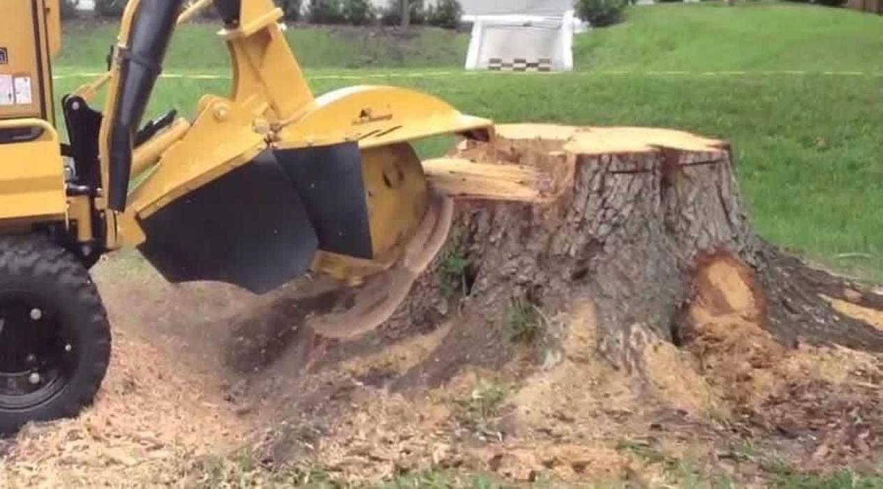 Acadia Tree & Stump Removal - Myrtle Beach, SC