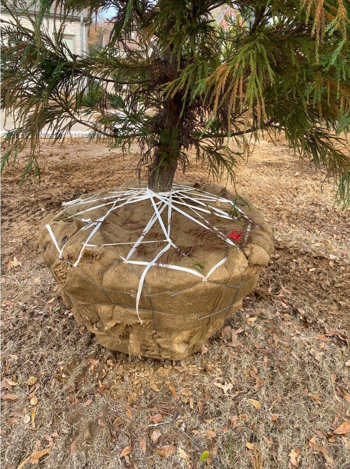 Close-up of a balled and burlapped evergreen tree prepared for installation in a residential landscape.
