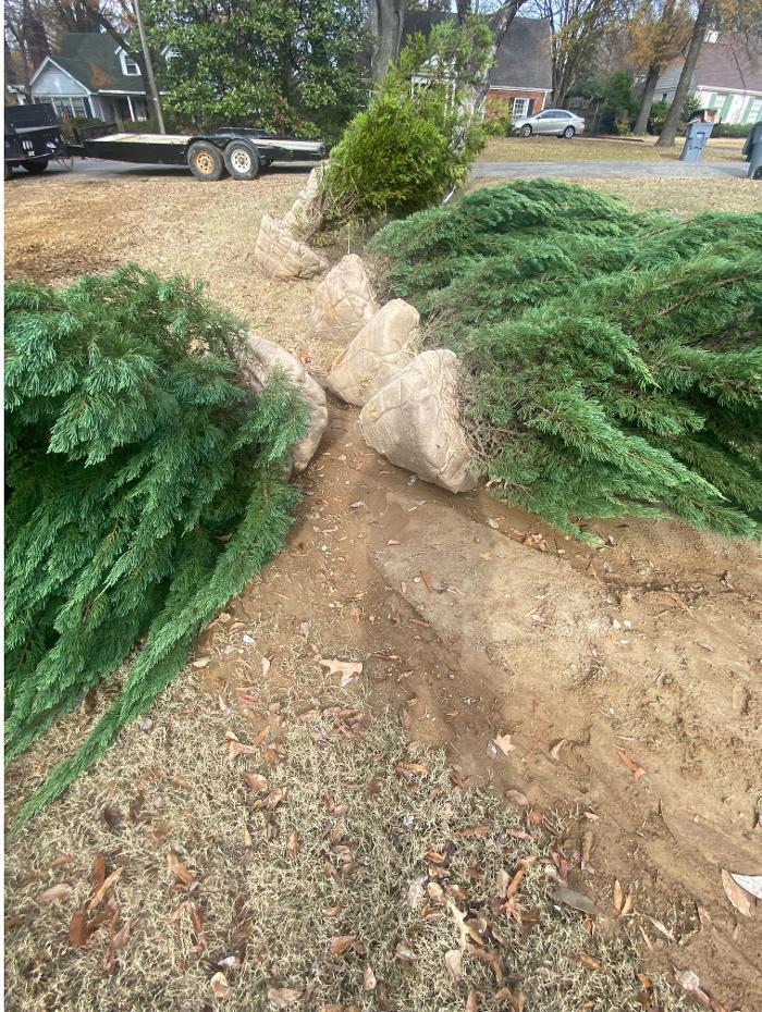 Large balled and burlapped evergreen trees staged for planting during a landscape installation project.