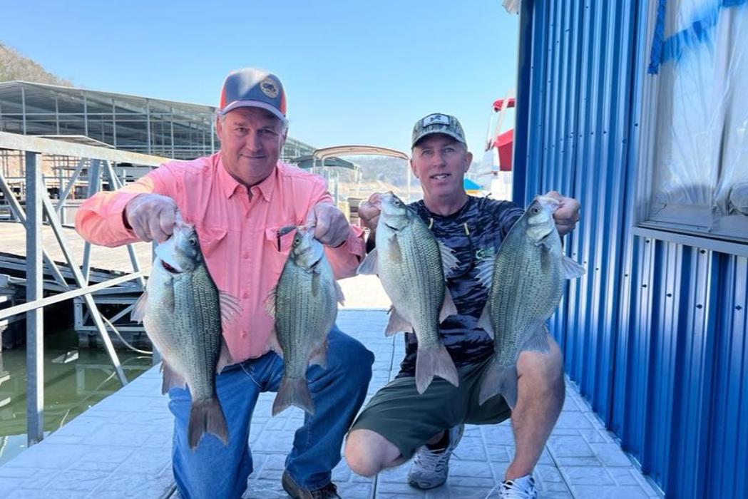 HUGE White Bass on Table Rock Lake