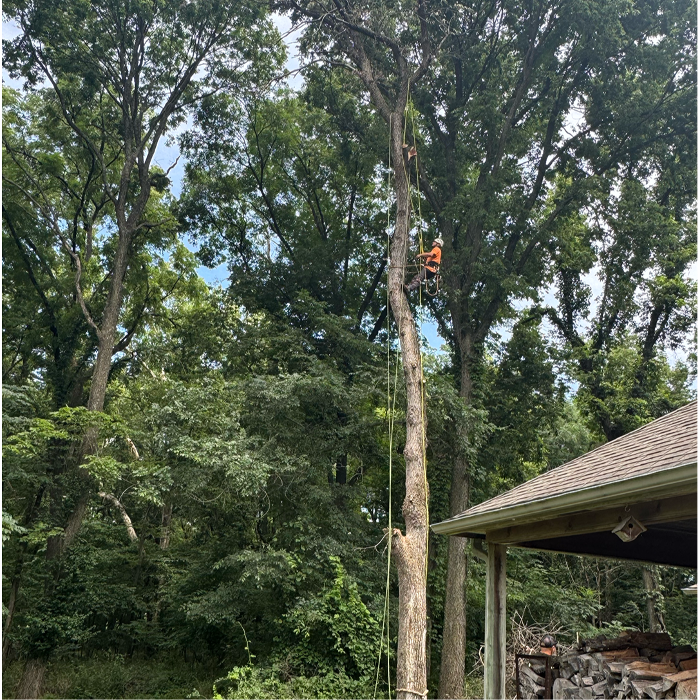 Tree trimming experts