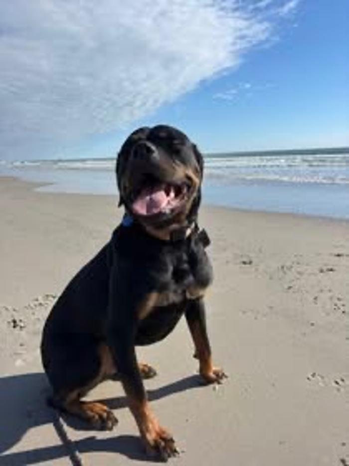 Lead The Way Dog Training