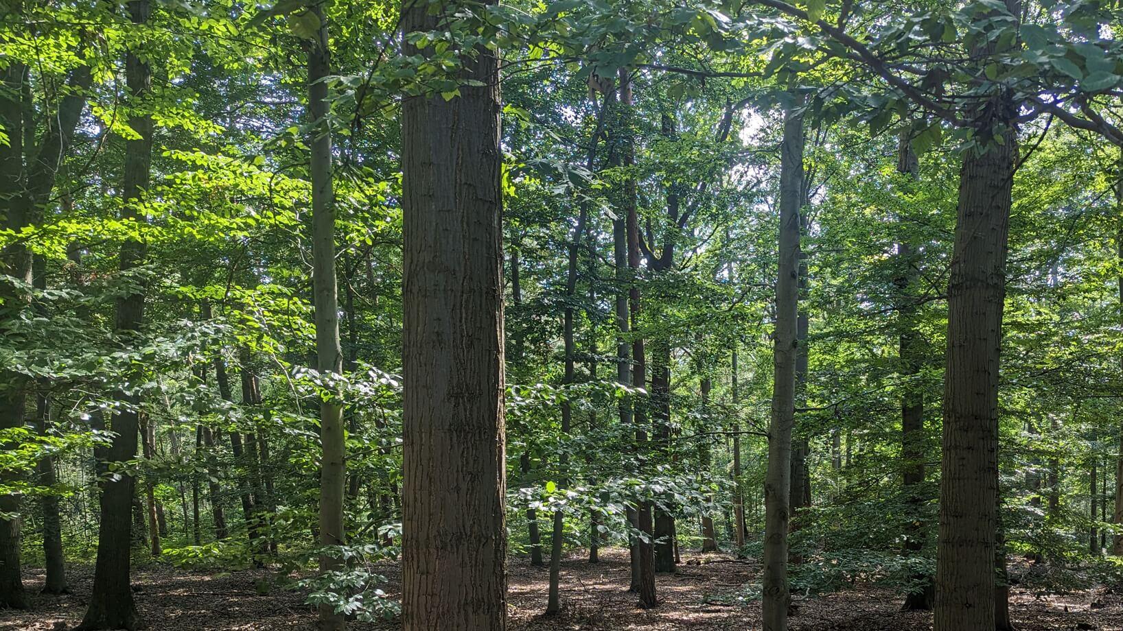 FriedWald Lossatal, S-Weg in Lossatal
