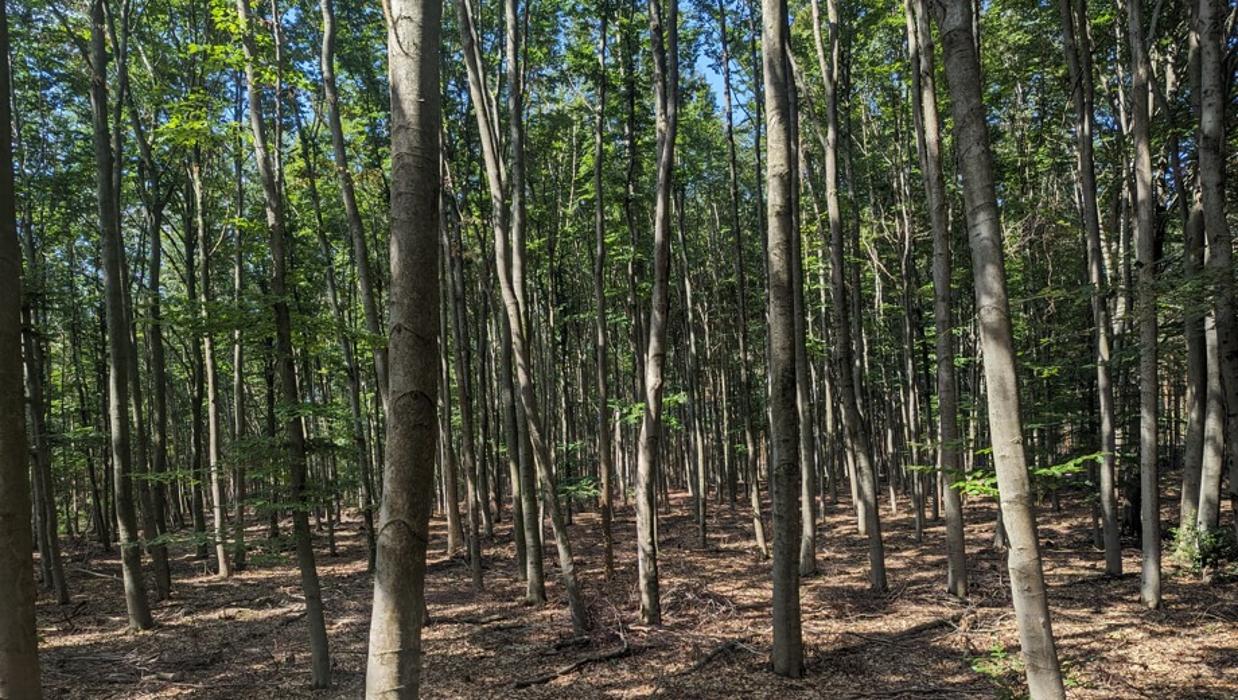 FriedWald Lossatal, S-Weg in Lossatal