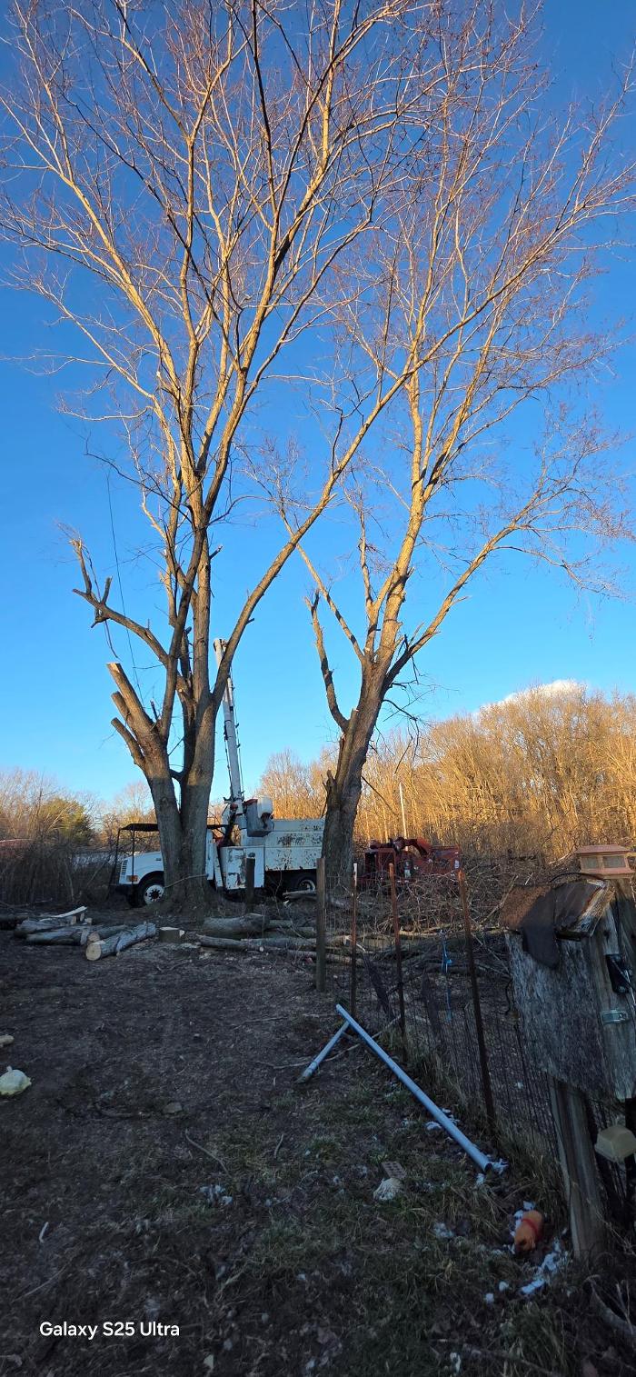 Cedar Knoll Tree Service