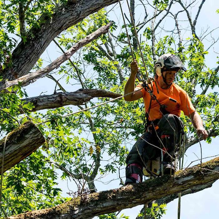 Prestige Tree Experts