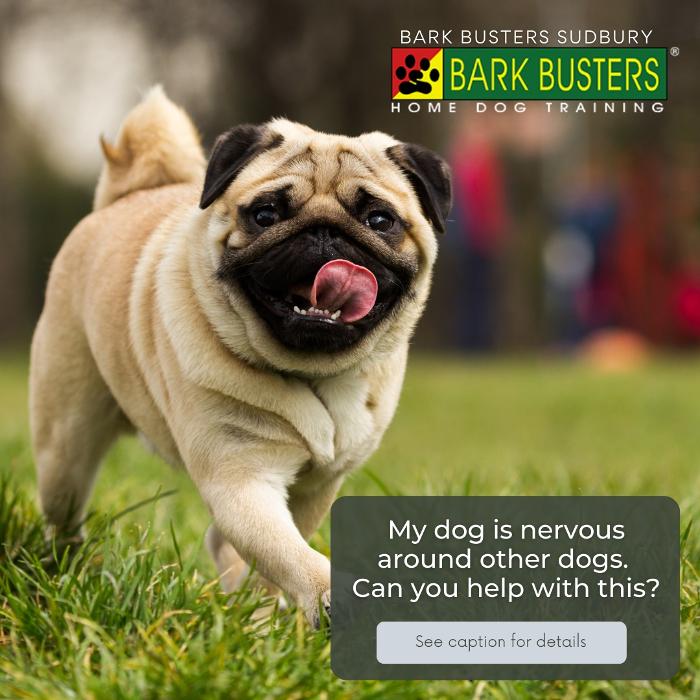 Bark Busters In Home Dog Training - Sudbury/North Bay