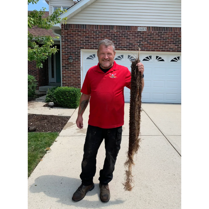 Plumber holding large tree root mass removed from residential sewer line.