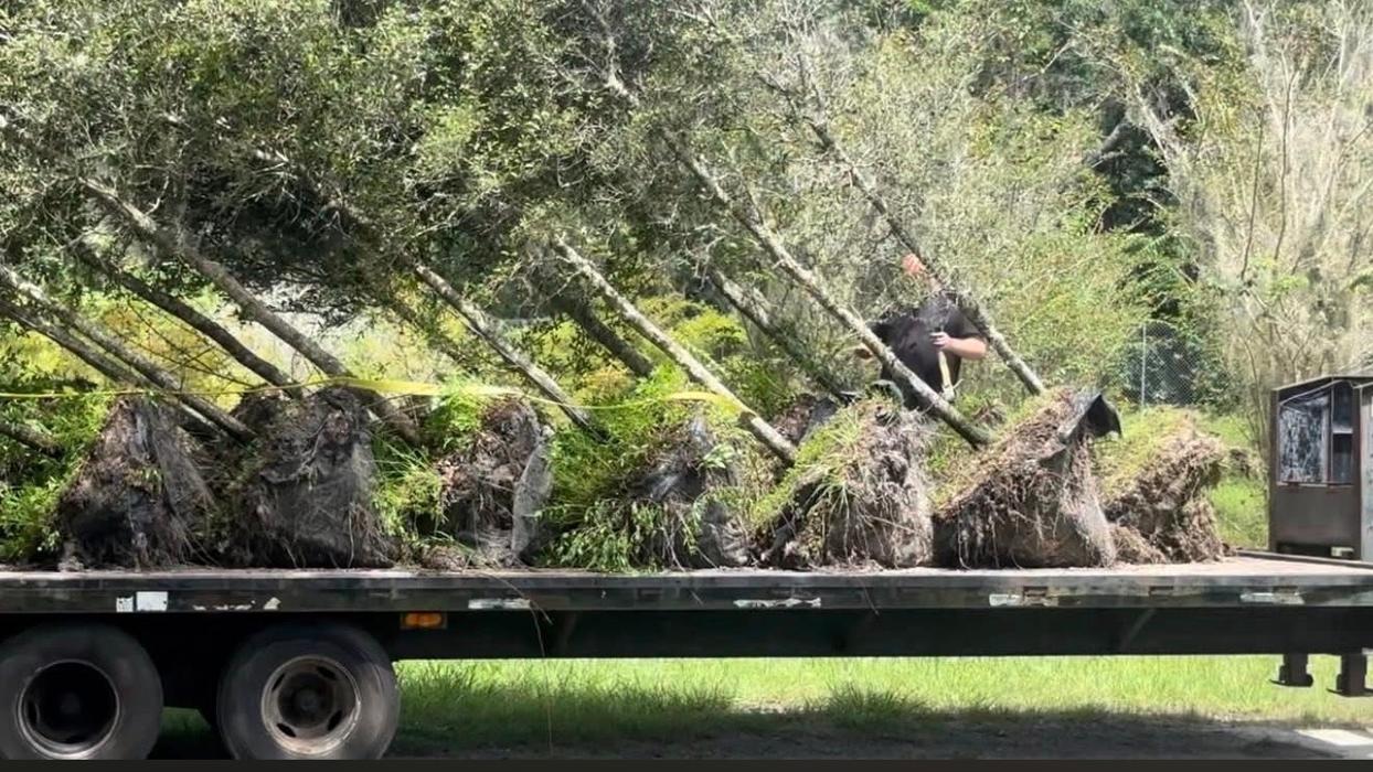 Evergreen Tree Trimming and Removal Service