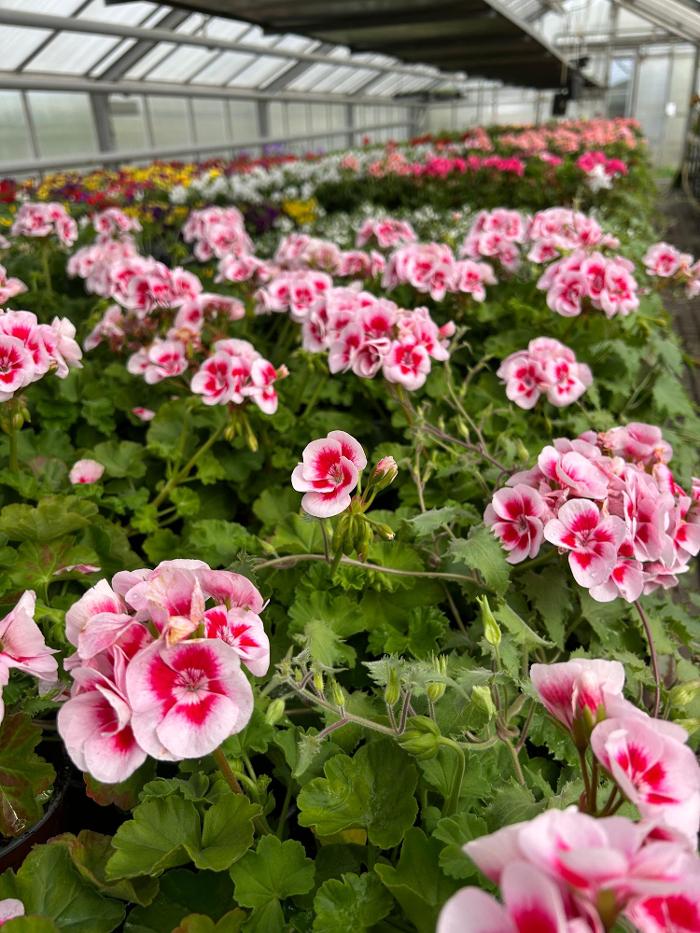 Blumen Haider, Chemnitzer Straße in Mittweida