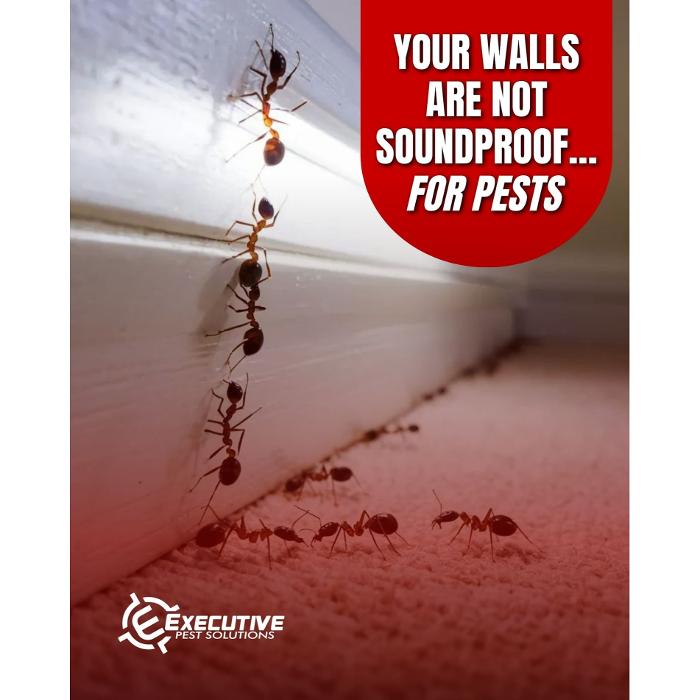 Ants crawling along a wall as Executive Pest Solutions provides pest control in Coolidge, AZ.