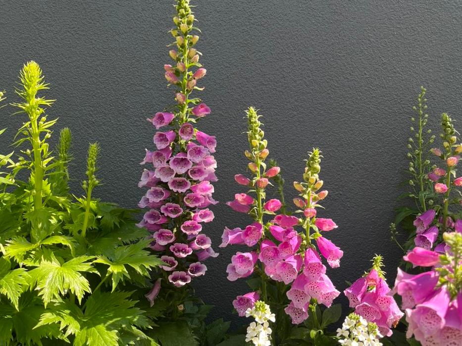 Good Natured Gardening