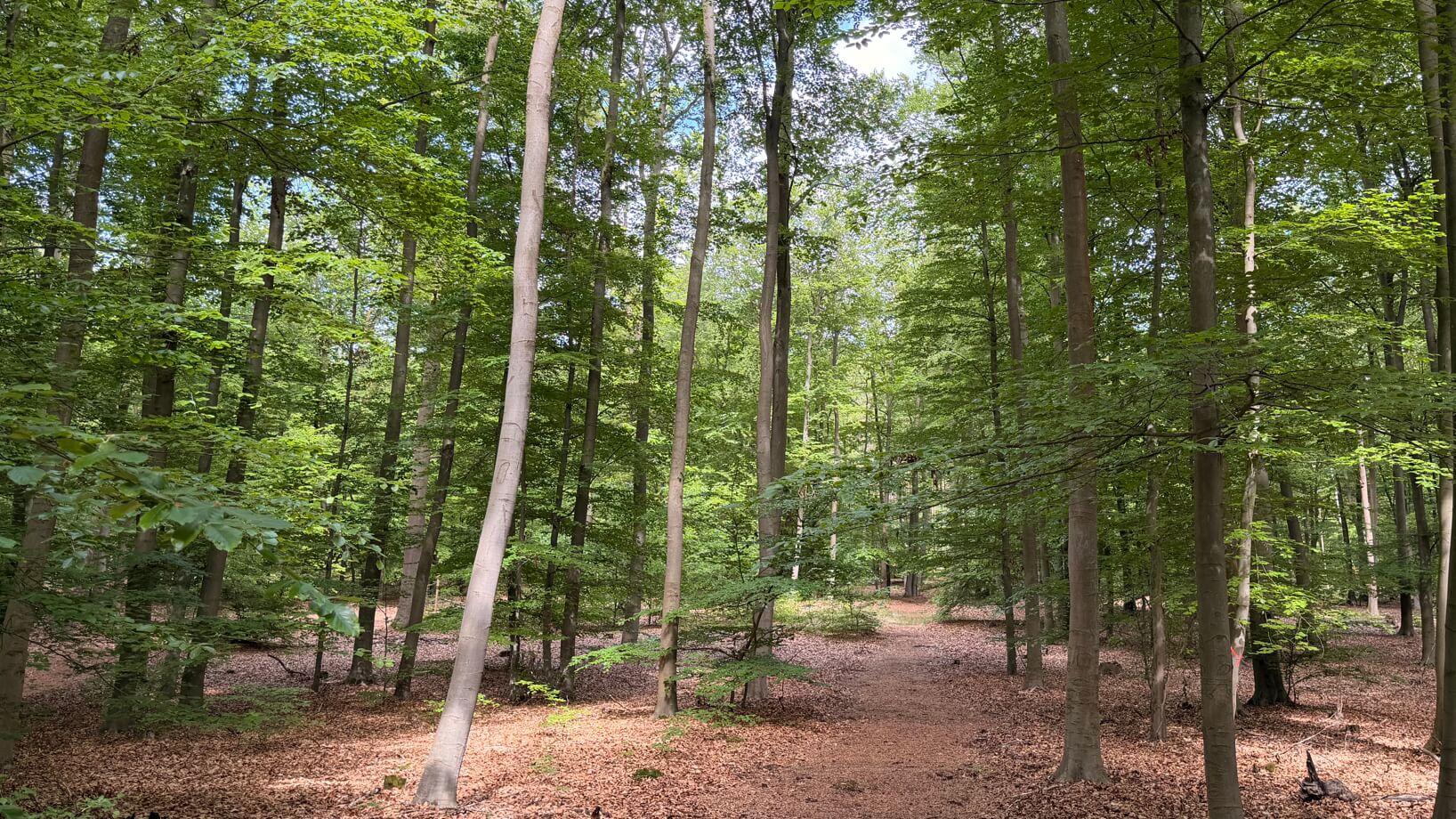 FriedWald Lehnin, Zum Strandbad in Kloster Lehnin