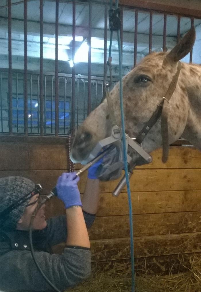 HorseMed - Pferdepraxis, Weglgasse in Schwechat