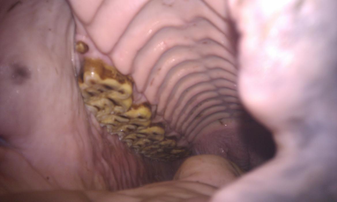 HorseMed - Pferdepraxis, Weglgasse in Schwechat