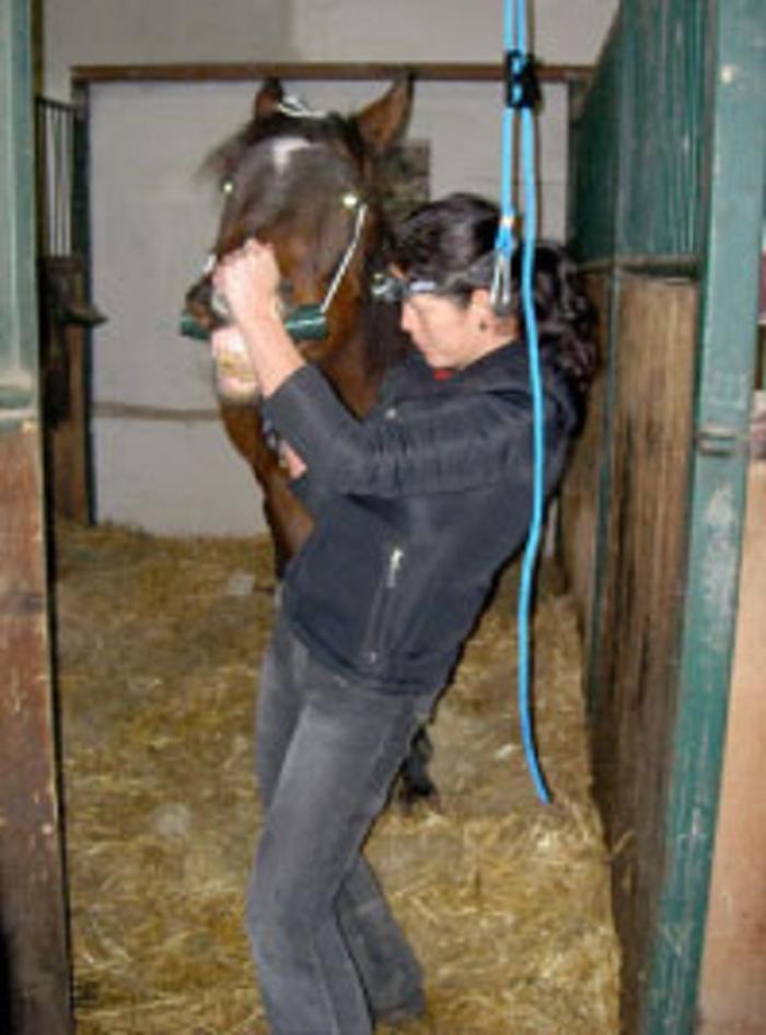 HorseMed - Pferdepraxis, Weglgasse in Schwechat