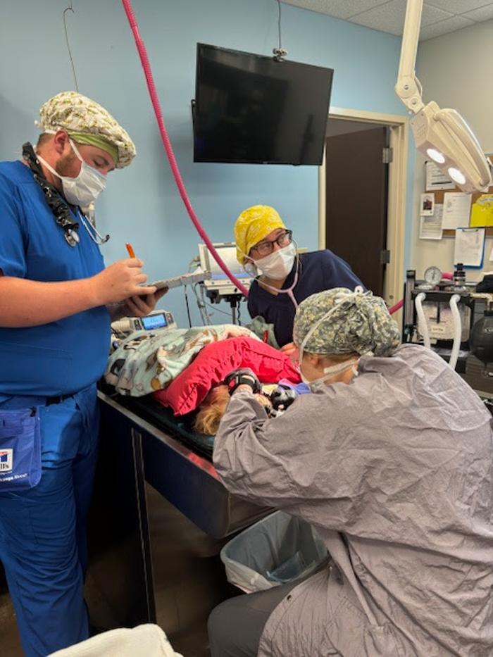 Rock Island Animal Hospital