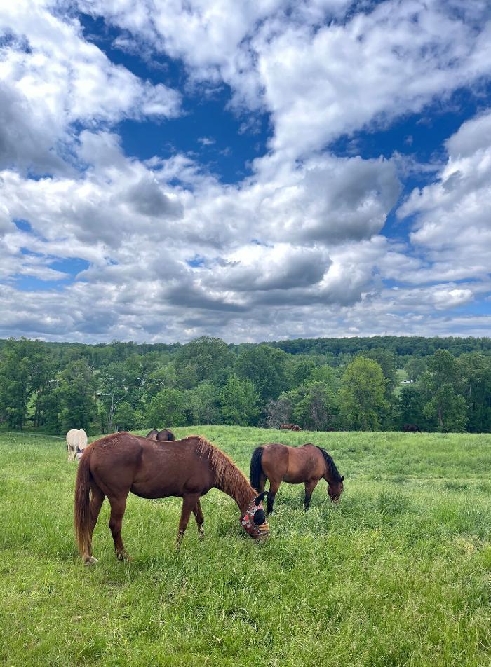 Ryerss Farm for Aged Equines