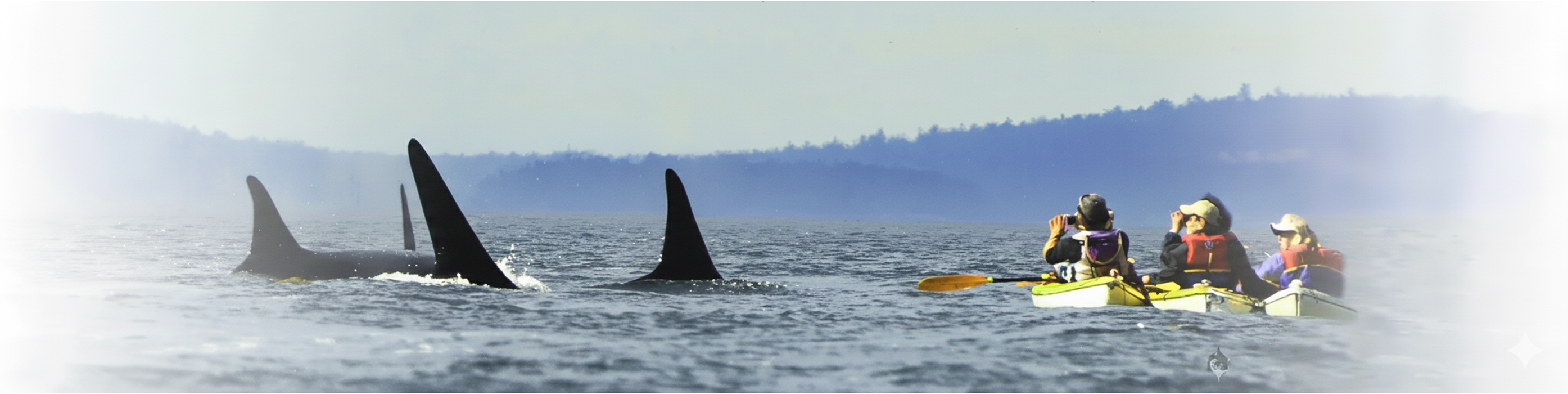 Sea Quest Kayak Tours