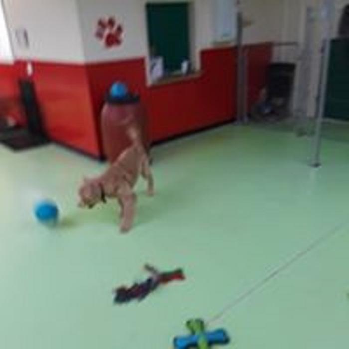 The Woof Lodge