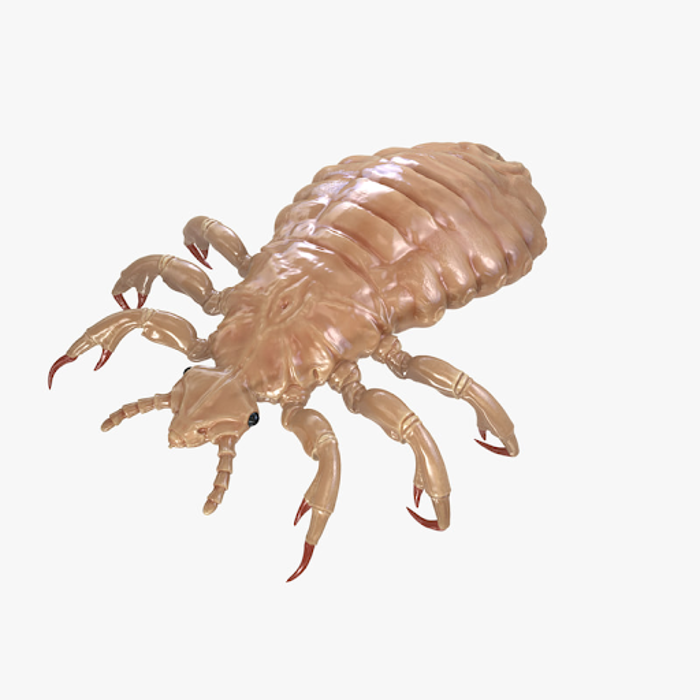 Remedy Head Lice Removal & Treatment Center Grand Rapids and Lansing