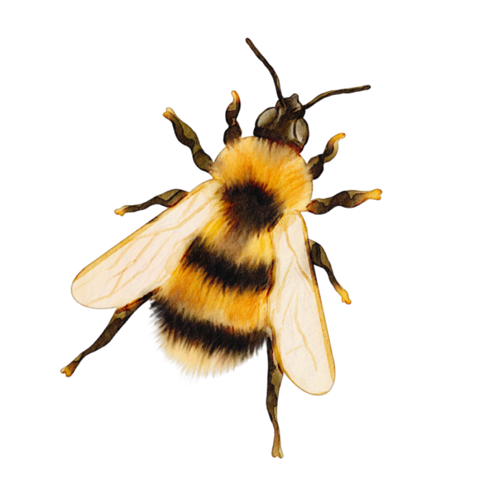 BeeWell Functional Wellness