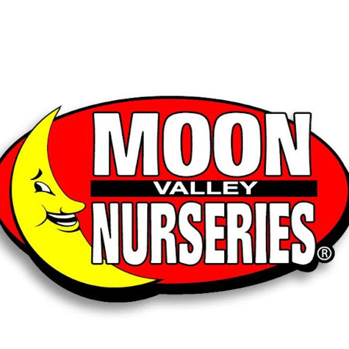 Christmas Tree Lot at Moon Valley Nurseries - Oceanside