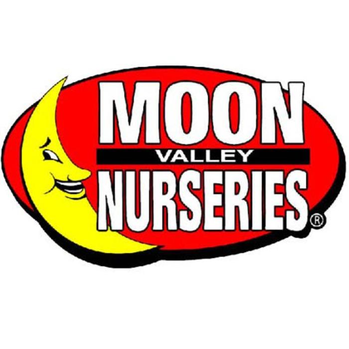 The Christmas Tree Lot at Moon Valley Nurseries - South Las Vegas