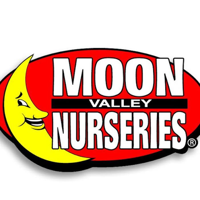 The Christmas Tree lot at Moon Valley Nurseries - Phoenix