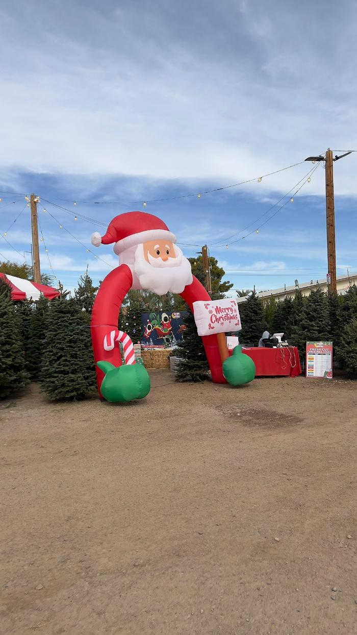 The Christmas Tree lot at Moon Valley Nurseries - Phoenix