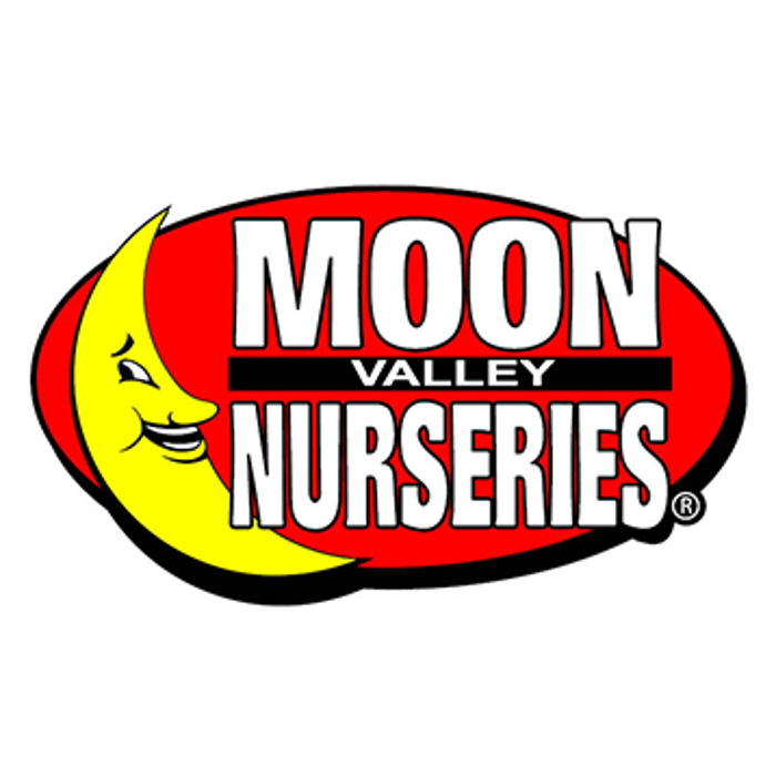 Christmas Tree Lot at Moon Valley Nurseries - Scottsdale
