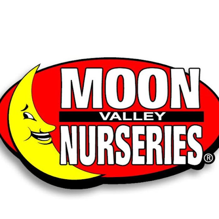 Christmas Tree Lot at Moon Valley Nurseries - Chandler