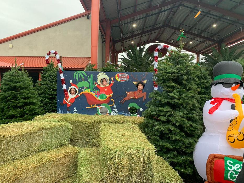 The Christmas Tree Lot at Moon Valley Nurseries - Surprise Image