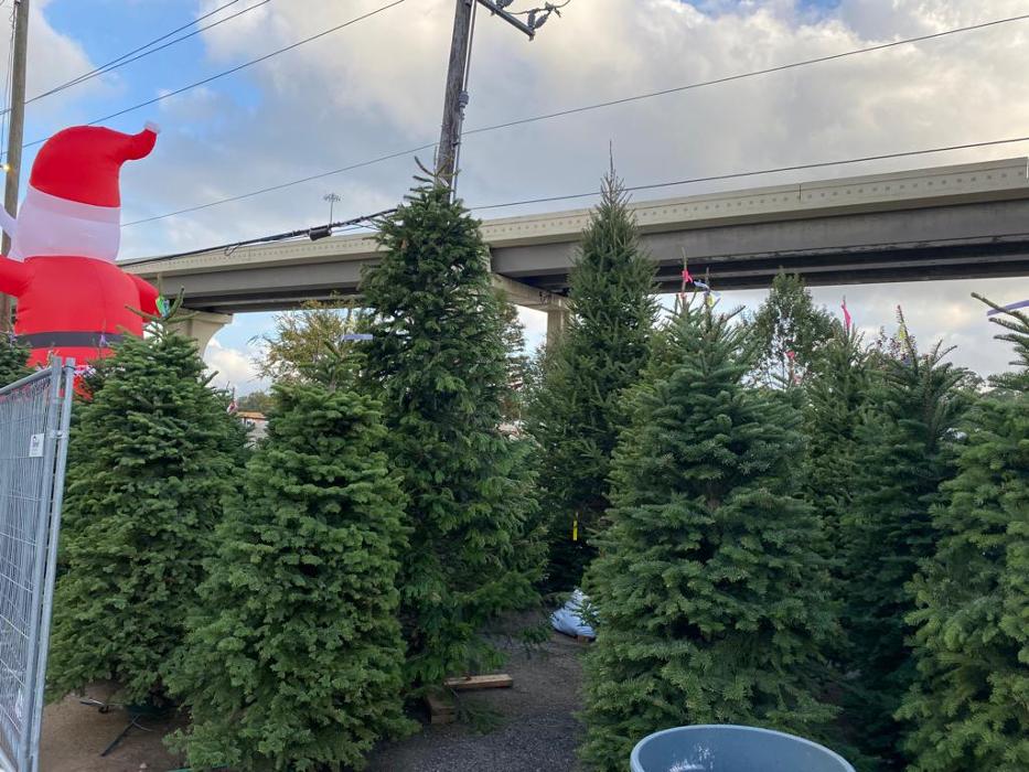 The Christmas Tree Lot at Moon Valley Nurseries - Surprise Image