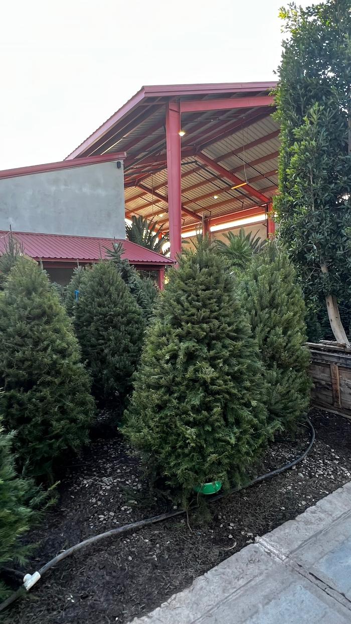 The Christmas Tree Lot at Moon Valley Nurseries - Surprise Image