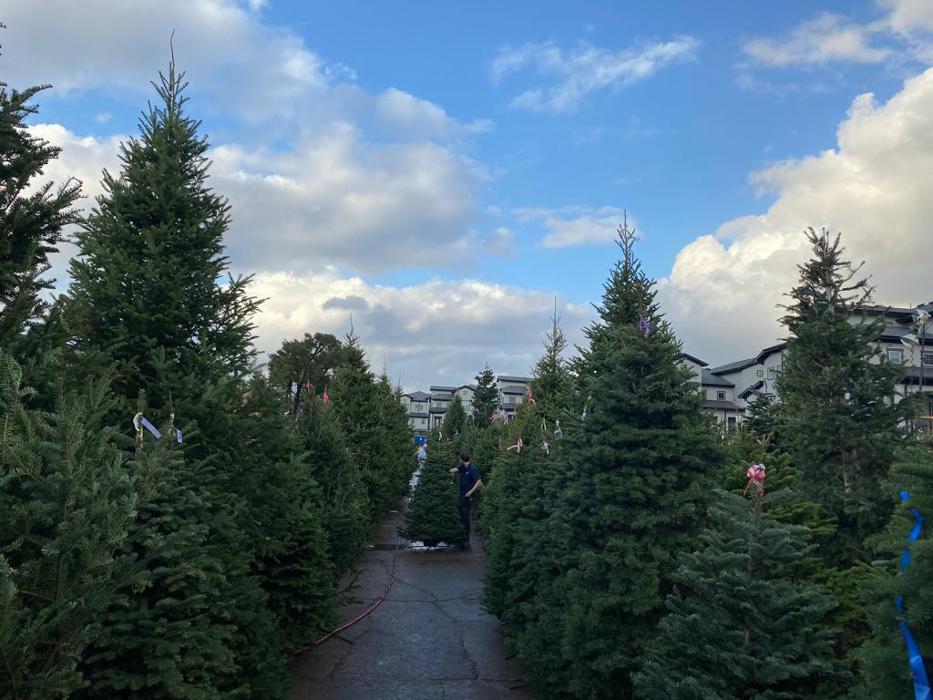 The Christmas Tree Lot at Moon Valley Nurseries - Surprise Image