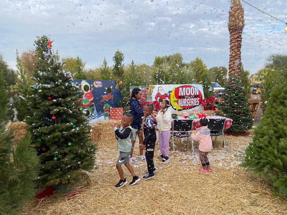 The Christmas Tree Lot at Moon Valley Nurseries - Surprise Image