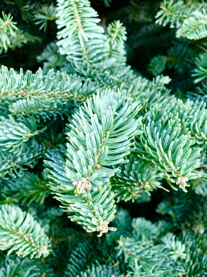 The Christmas Tree Lot at Moon Valley Nurseries - Surprise Image