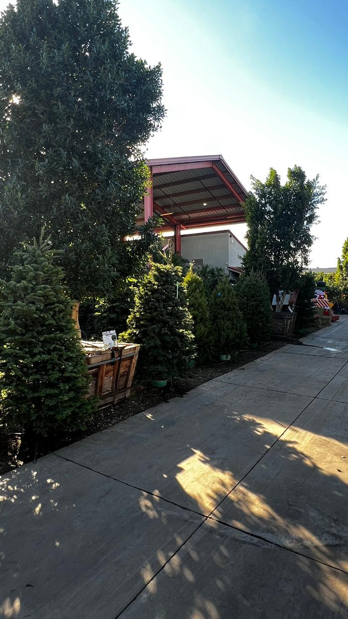 The Christmas Tree Lot at Moon Valley Nurseries - Surprise Logo