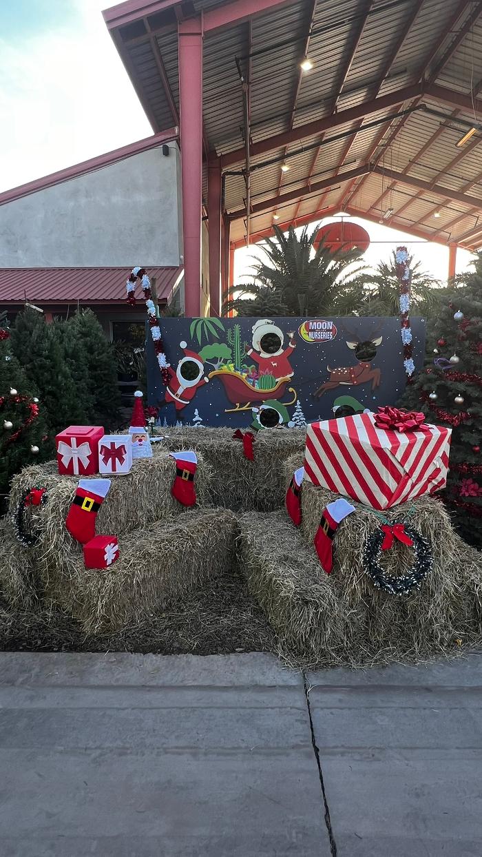 The Christmas Tree Lot at Moon Valley Nurseries - Surprise Image