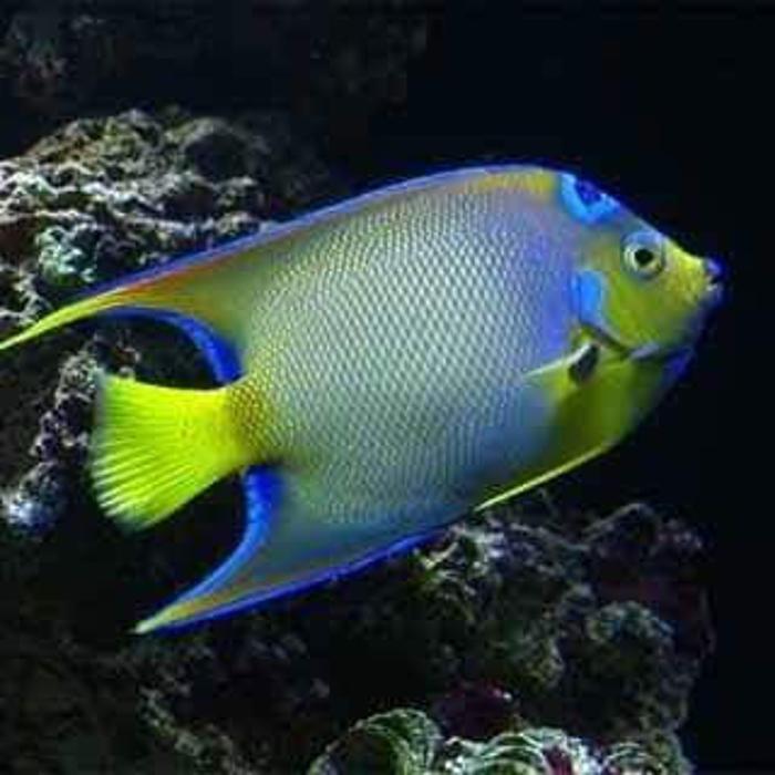 B.C. REEF