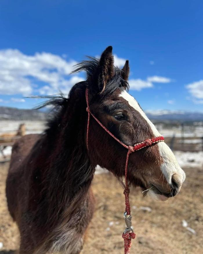 Rowdy's Ropes - Wallowa, OR