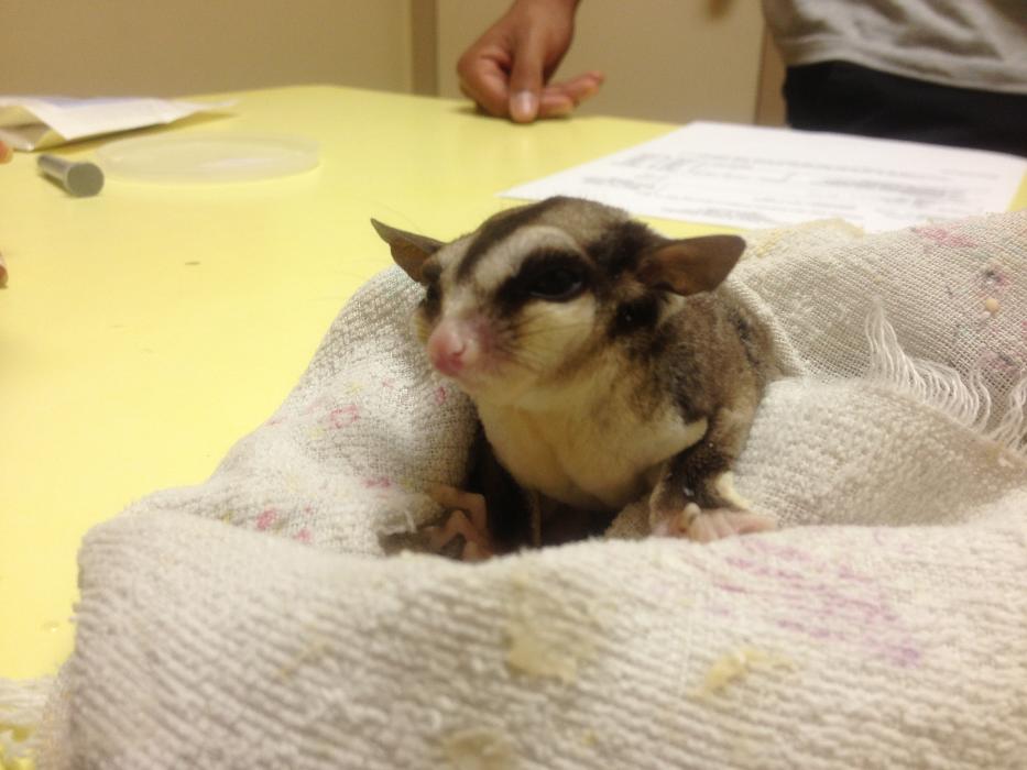 Union Park Animal Hospital and Urgent care